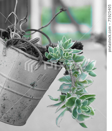 Buckets and succulents. Part color 75925405