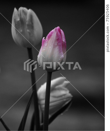 Tulips, part color 75925406
