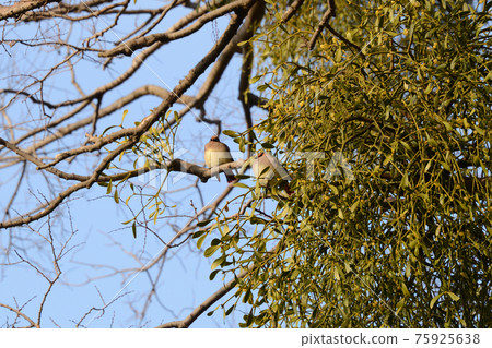 Beautiful Japanese waxwing perched on a branch of a mistletoe against the blue sky (March 2021 taken in Gunma) Beautiful Japanese waxwing perched on a branch of a mistletoe against the blue sky (March 2021 taken in Gunma) 75925638