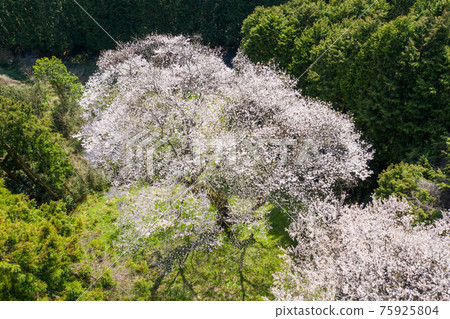 左近之櫻 75925804