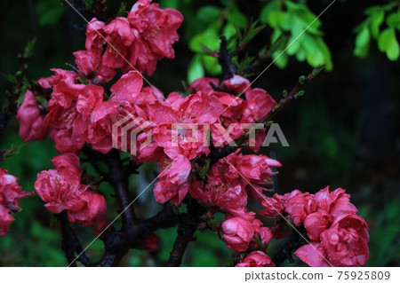 Flower peach 75925809