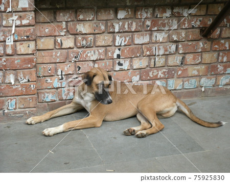 Stray dogs relaxing on the roadside in India Stray dogs relaxing on the roadside in India 75925830