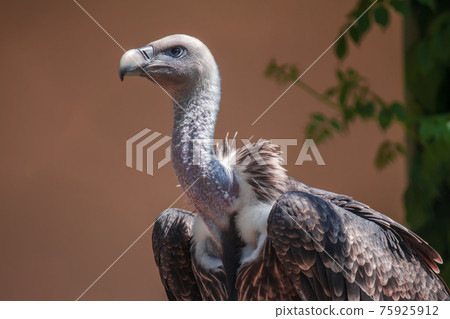 Portrait of a Ruppell's griffon vulture. 75925912