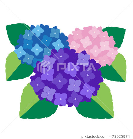 雨季的象徵！繡球花圖 75925974