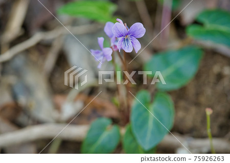 中提琴花瓣 75926263