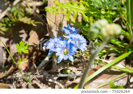 龍膽花瓣 龍膽花瓣 75926264