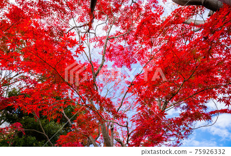 鮮紅的秋葉,楓葉,秋景,秋葉,仰望秋葉,美麗的秋葉,感受日本的秋葉 鮮紅的秋葉,楓葉,秋景,秋葉,仰望秋葉,美麗的秋葉,感受日本的秋葉 75926332