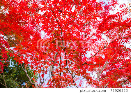 鮮紅的秋葉,楓葉,秋景,秋葉,仰望秋葉,美麗的秋葉,感受日本的秋葉 鮮紅的秋葉,楓葉,秋景,秋葉,仰望秋葉,美麗的秋葉,感受日本的秋葉 75926333