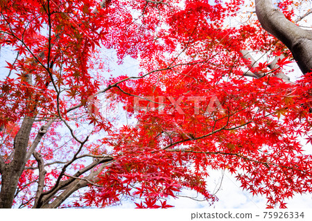鮮紅的秋葉,楓葉,秋景,秋葉,仰望秋葉,美麗的秋葉,感受日本的秋葉 鮮紅的秋葉,楓葉,秋景,秋葉,仰望秋葉,美麗的秋葉,感受日本的秋葉 75926334