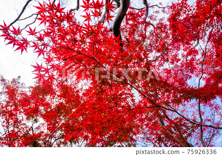 鮮紅的秋葉,楓葉,秋景,秋葉,仰望秋葉,美麗的秋葉,感受日本的秋葉 鮮紅的秋葉,楓葉,秋景,秋葉,仰望秋葉,美麗的秋葉,感受日本的秋葉 75926336