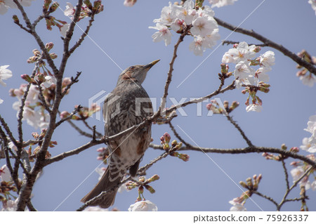 Brown earedbird in a cherry tree Brown earedbird in a cherry tree 75926337