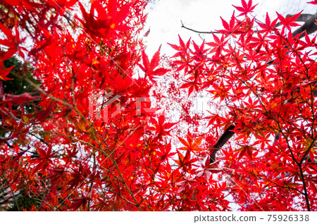 Bright red autumn leaves, maples, autumn scenery, autumn leaves, autumn leaves looking up, beautiful autumn leaves, autumn leaves that feel Japanese Bright red autumn leaves, maples, autumn scenery, autumn leaves, autumn leaves looking up, beautiful autumn leaves, autumn leaves that feel Japanese 75926338