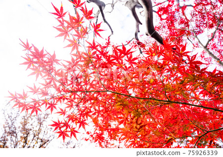 Bright red autumn leaves, maples, autumn scenery, autumn leaves, autumn leaves looking up, beautiful autumn leaves, autumn leaves that feel Japanese Bright red autumn leaves, maples, autumn scenery, autumn leaves, autumn leaves looking up, beautiful autumn leaves, autumn leaves that feel Japanese 75926339