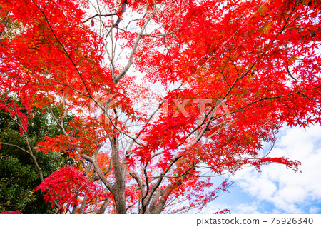 鮮紅的秋葉,楓葉,秋景,秋葉,仰望秋葉,美麗的秋葉,感受日本的秋葉 鮮紅的秋葉,楓葉,秋景,秋葉,仰望秋葉,美麗的秋葉,感受日本的秋葉 75926340