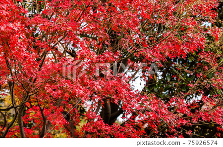 Bright red autumn leaves, maples, autumn scenery, autumn leaves, autumn leaves looking up, beautiful autumn leaves, autumn leaves that feel Japanese Bright red autumn leaves, maples, autumn scenery, autumn leaves, autumn leaves looking up, beautiful autumn leaves, autumn leaves that feel Japanese 75926574