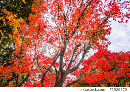 鮮紅的秋葉,楓葉,秋景,秋葉,仰望秋葉,美麗的秋葉,感受日本的秋葉 鮮紅的秋葉,楓葉,秋景,秋葉,仰望秋葉,美麗的秋葉,感受日本的秋葉 75926579