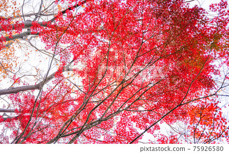 Bright red autumn leaves, maples, autumn scenery, autumn leaves, autumn leaves looking up, beautiful autumn leaves, autumn leaves that feel Japanese Bright red autumn leaves, maples, autumn scenery, autumn leaves, autumn leaves looking up, beautiful autumn leaves, autumn leaves that feel Japanese 75926580