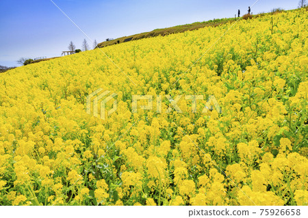 淡路花敷、油菜花和盛開的春花 淡路花敷、油菜花和盛開的春花 75926658