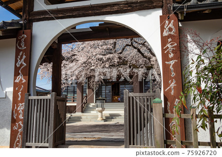 櫻花盛開的高知院<愛知縣名古屋市> 櫻花盛開的高知院<愛知縣名古屋市> 75926720