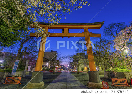 京都春天平野神社 京都春天平野神社 75926725