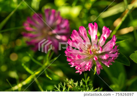 Flowering red clover. Close-up shot 75926897