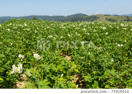 Potato sprouts are blossoming on the field. 75926918