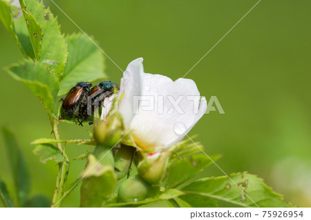 Beetles reproduce on a rose hip. 75926954
