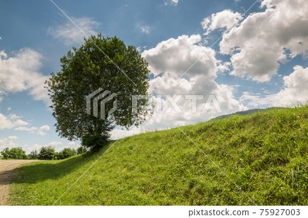 Lonely tree on a green hill 75927003