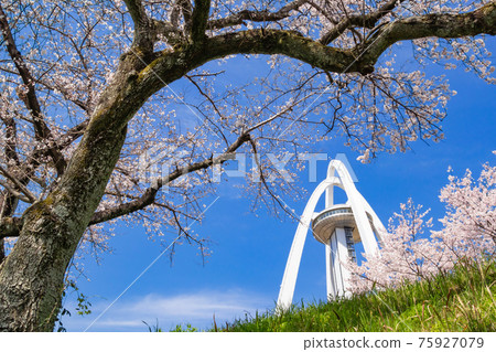 Kiso River bank, row of cherry blossom trees in full bloom <Ichinomiya City, Aichi Prefecture> 75927079