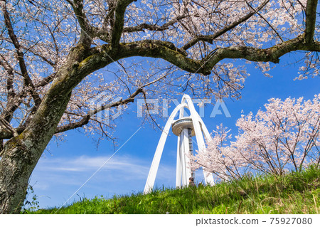 Kiso River bank, row of cherry blossom trees in full bloom <Ichinomiya City, Aichi Prefecture> 75927080