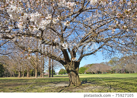 Minuma Field: Citizen's Forest, Minuma Green Center Sakura 75927105