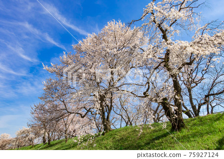 木曾川河畔，一排排櫻花盛開<愛知縣一宮市> 75927124