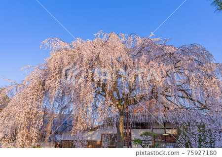 京都本萬寺的垂枝櫻花 75927180