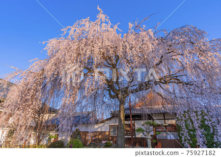 京都本萬寺的垂枝櫻花 75927182