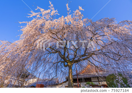 Weeping cherry tree at Honmanji Temple in Kyoto 75927184