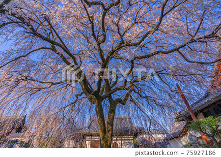Weeping cherry tree at Honmanji Temple in Kyoto 75927186