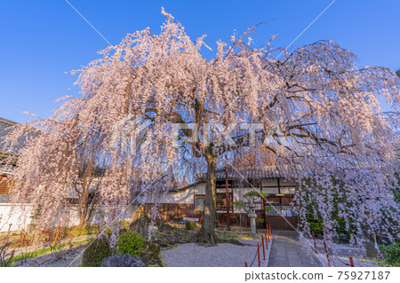 京都本萬寺的垂枝櫻花 75927187