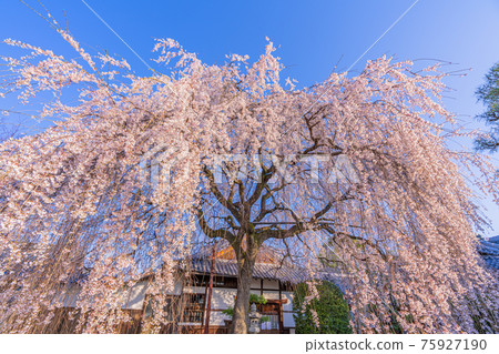 Weeping cherry tree at Honmanji Temple in Kyoto 75927190