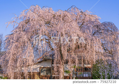 京都本萬寺的垂枝櫻花 75927210