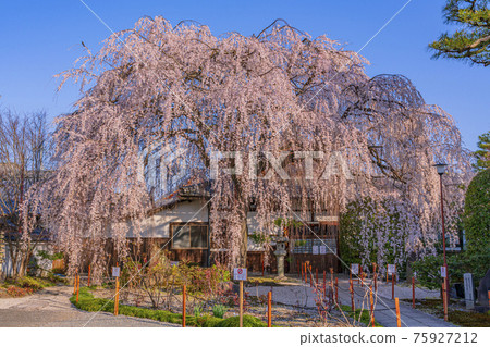 京都本萬寺的垂枝櫻花 京都本萬寺的垂枝櫻花 75927212