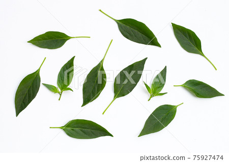 Green leaves of chili peppers on white. Green leaves of chili peppers on white. 75927474