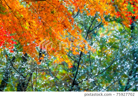 Jomine Park, Kamikawa Town, Saitama Prefecture, Autumn Leaves Jomine Park, Kamikawa Town, Saitama Prefecture, Autumn Leaves 75927702