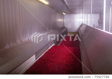 Automated process of instant freezing of fresh berries. 75927780