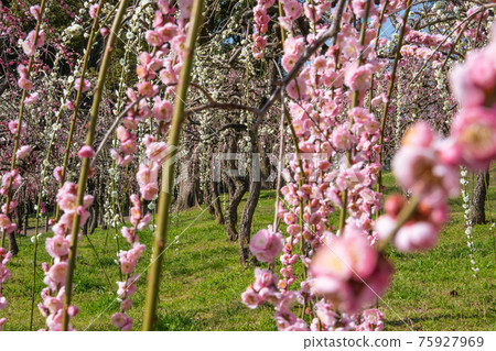 Nagoya City Agricultural Center, plum blossoms in full bloom <Nagoya City, Aichi Prefecture> 75927969