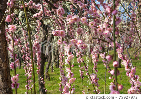 Nagoya City Agricultural Center, plum blossoms in full bloom <Nagoya City, Aichi Prefecture> 75927972