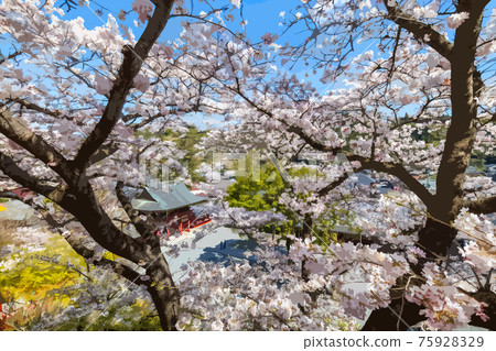  櫻花和藍天 75928329