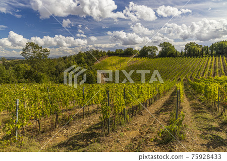 Tuscany's most famous vineyards near town Montalcino in Italy 75928433