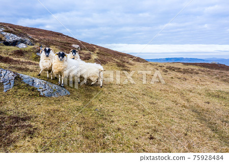 Sheep at the coastline at Dawros in County Donegal - Ireland Sheep at the coastline at Dawros in County Donegal - Ireland 75928484