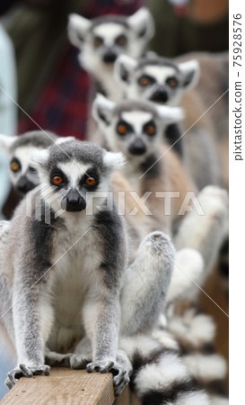 Ring-tailed lemur chew train 75928576