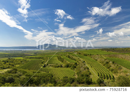 Vineyards near Nove Mlyny reservoir with Palava in Southern Moravia, Czech Republic Vineyards near Nove Mlyny reservoir with Palava in Southern Moravia, Czech Republic 75928716